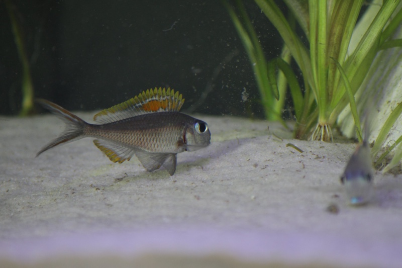 Xenotilapia nigrolabiata 'Chituta Bay'